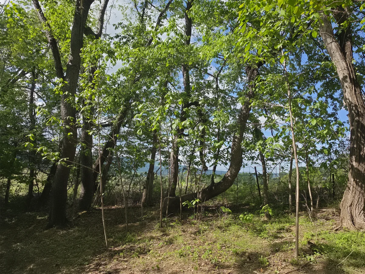 Second brush clearing site image documenting property development context.